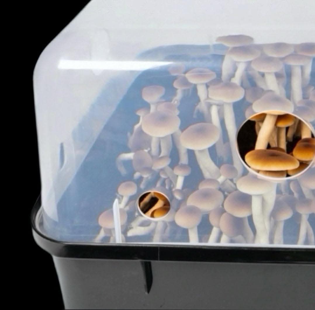 Automated 'Boomr Bin' Wood-Loving Monotub Mushroom Grow Kit